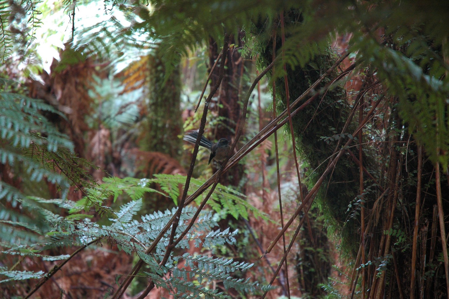 091   24 01   Greymouth   Fox Glacier
